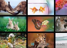 Windows 8 Themes - Animals screenshot