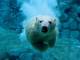 Polar Wildlife Free Screensaver