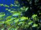 DreamScene Video Wallpaper DreamScene Video Wallpaper