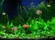 Free Aquarium Screensaver Free Aquarium Screensaver