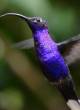 Free Hummingbirds Screensaver Free Hummingbirds Screensaver