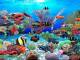 Mandarin Fish Aquarium Mandarin Fish Aquarium