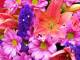 Nice Flowers Free Screensaver Nice Flowers Free Screensaver