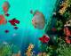 Coral Reef Aquarium 3D Animated Wallpaper