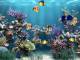 AW-Mill Aquarium Animated Wallpaper