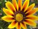 SSuite HD Floral WallPaper